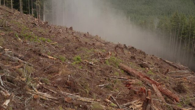 A fresh clearcut forest on Vancouver Island, British Columbia.