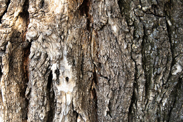 tree bark. very embossed brown bark. wood texture