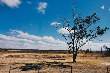 a withered tree on a field under the blue sky with some clouds