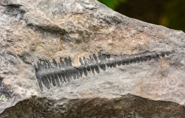 fossil, leaf of the neuropteridium voltzii - family of royal ferns - approx. 244 million years, Triassic. - Pusteria Valley, South Tyrol - northern Italy