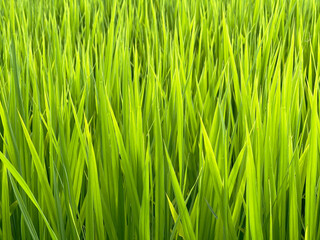 Fototapeta na wymiar 田植えで成長した稲の苗