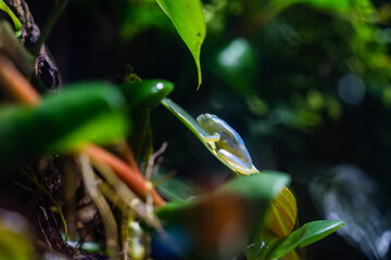 South American Glass Frog Resting on Leaf 