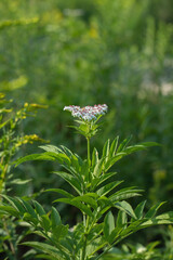 Inflorescence of danewort (Sambucus ebulus).