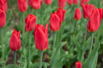 Red tulip blossom close-up, natural flower background horizontal photography