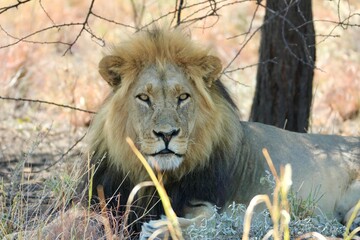 Black maned Kalahari lion in the grass - obrazy, fototapety, plakaty