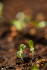 発芽した新芽