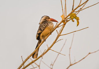 Southern red-billed hornbill (Tockus rufirostris) perched on branch against grey sky