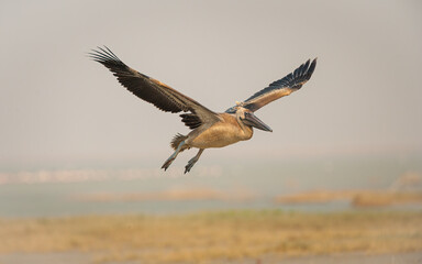Juvenile Great white pelican (pelecanus onocrotalus) flying over the Makgadikgadi saltpan in Botswana