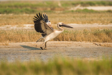 Juvenile Great white pelican (pelecanus onocrotalus) trying to fly up from the Makgadikgadi saltpan in Botswana