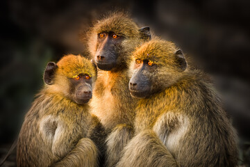 Group of three Chacma baboons (Papio ursinus) pressed together to keep warm after a cold night