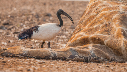 African sacred ibis (Threskiornis aethiopicus) scavenging on a dead Giraffe