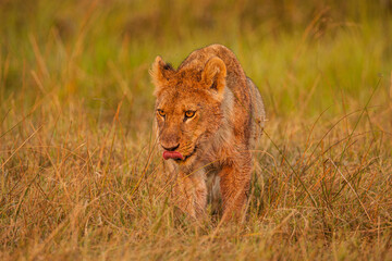 Lion cub (Panthera leo) walking in grass towards the camera. 