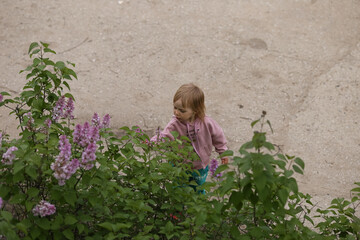 a little girl plucks a lilac flower
