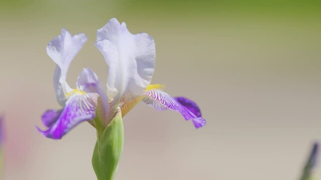 Beautiful flowering irises in the garden. Iris germanica iridaceae bearded irises blue iris flower. Slow motion.