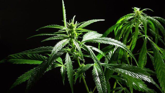 growing medical cannabis 