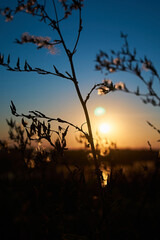 Vertical photo of sunset over a rural river with a blue sky in the background and bushes in the foreground