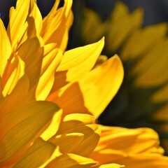 Close up of a Sunflower in sunlight