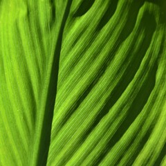 Close up of a new green canna lily leaf - obrazy, fototapety, plakaty