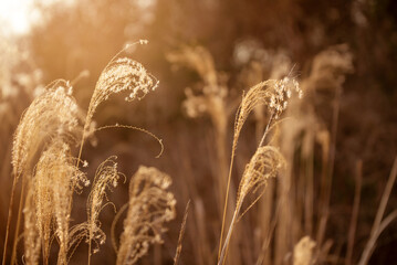 Fototapeta premium Dreamy warm autumn background with out of focus fluffy plants in hazy golden light