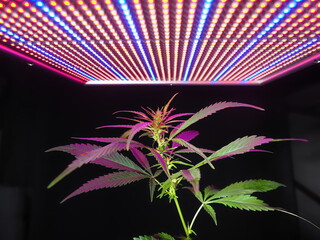 growing cannabis under LED lights