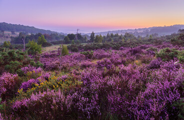 August heather on the heath during dawn blue hour on Ashdown Forest High Weald east Sussex south...