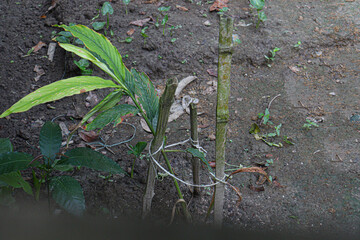 cardamon tree farm on field