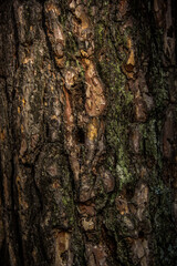 Beautiful tree bark close up. Natural wood texture.
