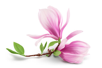 Obraz na płótnie Canvas Pink magnolia flower isolated on white background with full depth of field