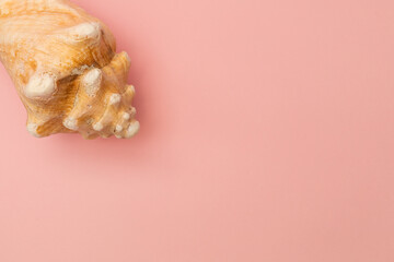 Large seashell on a pink background