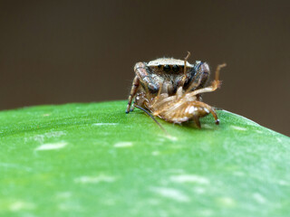 Jumping spider eating cockroach on a Epipremnum aureum leaf. Macro photography