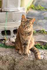 Obraz premium 夕方の港町で座る野良猫