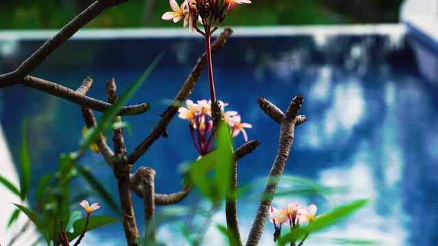 Majestic Japnese flower blooming in from of blue pool water, tilt up view