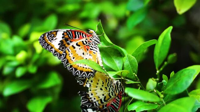 Pair Of Cethosia Butterfly Mating On The Plant Leaves In The Garden. - close up