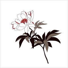 Tree peony.Pattern.Image on white and colored background. Vector.