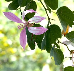 Bauhinia purpurea.Chongkho flowers, purple, pink
and white has a mild fragrance Axillary
inflorescences and at the ends of branches have 3
stamens, unequal in size. Flowering almost all
year.