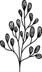 line art botany plant branch leaves black and white transparent background