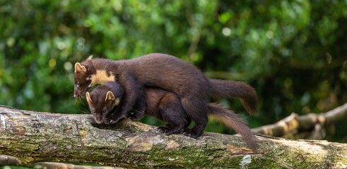 Pair of young pine martens feeding and playing in the woods