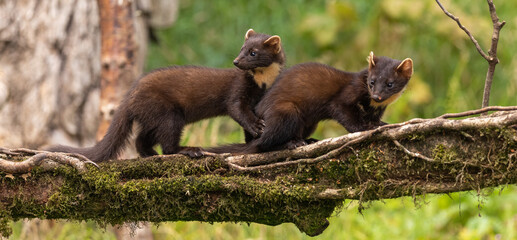 Pair of young pine martens feeding and playing in the woods