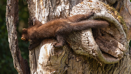 European pine marten