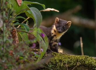 European pine marten