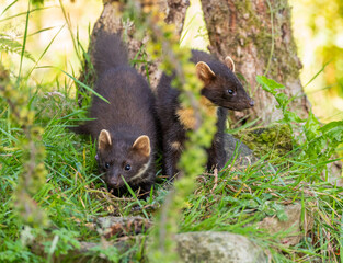 Naklejka na ściany i meble Pair of young pine martens feeding and playing in the woods