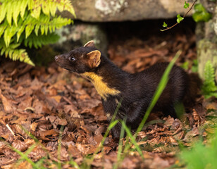 European pine marten