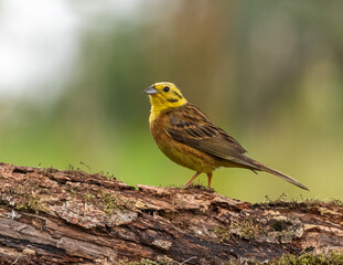 Yellowhammer