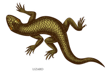 Naklejka premium Tropical animals hand drawn vector illustrations collection. Colored lizard.