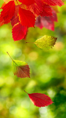 falling leaves in autumn on a blurred green background