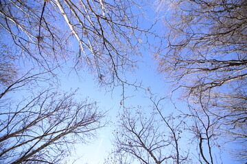 blue background and tree branches