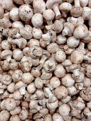 Grupo de champiñones, hongos comida mexicana