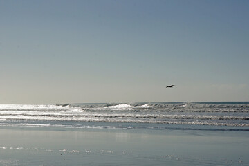 A seagull flies over waves rolling in on a grey sand beach at Waimairi, Christchurch, New Zealand