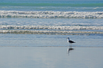 A seagull stands before waves rolling in on a grey sand beach at Waimairi, Christchurch, New Zealand