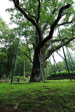 Bartek Oak nature monument, one of oldest oak tree in Poland, aged over 800 years in Swietokrzyskie Mountains village Zagnansk near Kielce in Poland